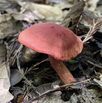 Cortinarius marylandensis image