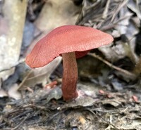 Cortinarius marylandensis image