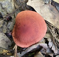 Cortinarius marylandensis image