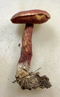 Butyriboletus frostii image