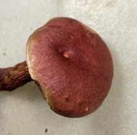 Butyriboletus frostii image