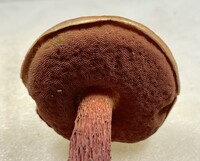 Butyriboletus frostii image