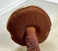 Butyriboletus frostii image