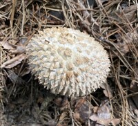 Boletellus ananas image