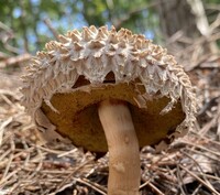 Boletellus ananas image