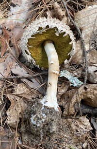 Boletellus ananas image