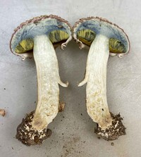 Boletellus ananas image