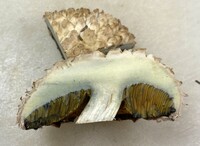 Boletellus ananas image