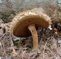 Boletellus ananas image