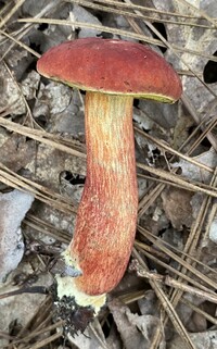 Pulchroboletus sclerotiorum image