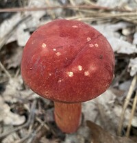 Pulchroboletus sclerotiorum image