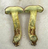 Pulchroboletus sclerotiorum image
