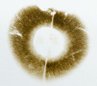 Pulchroboletus sclerotiorum image