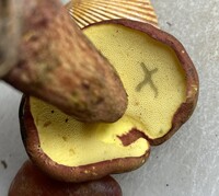 Pulchroboletus sclerotiorum image