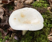 Lactarius piperatus image