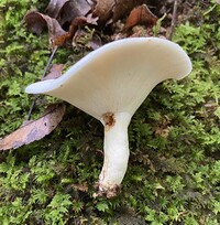 Lactarius piperatus image