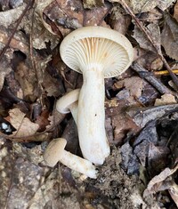 Lactarius subplinthogalus image