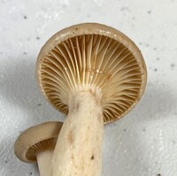 Lactarius subplinthogalus image