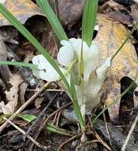 Image of Helvellosebacina concrescens