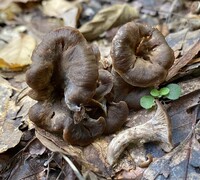 Image of Craterellus foetidus