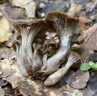 Craterellus foetidus image