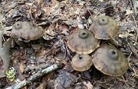 Image of Neohygrocybe subovina