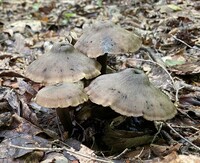 Neohygrocybe subovina image