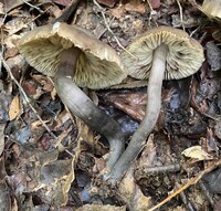 Neohygrocybe subovina image