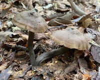 Neohygrocybe subovina image