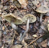 Neohygrocybe subovina image