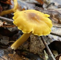 Cantharellus appalachiensis image