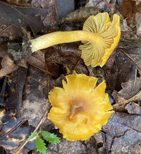 Cantharellus appalachiensis image