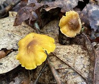 Cantharellus appalachiensis image