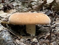 Lactifluus allardii image