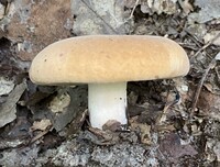 Lactifluus allardii image