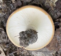 Lactifluus allardii image