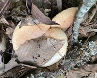 Lactifluus allardii image