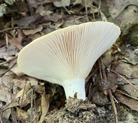 Lactifluus allardii image