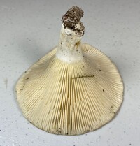 Lactifluus allardii image