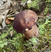 Tylopilus badiceps image