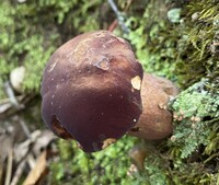 Tylopilus badiceps image