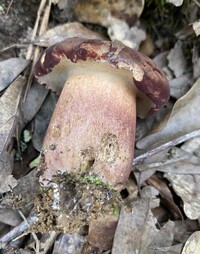 Tylopilus badiceps image