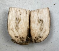 Tylopilus badiceps image