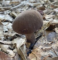 Tylopilus atronicotianus image