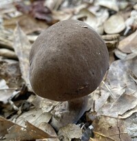 Tylopilus atronicotianus image