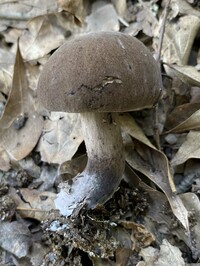 Tylopilus atronicotianus image