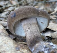 Tylopilus atronicotianus image