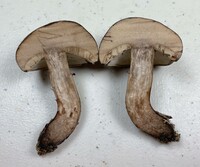 Tylopilus atronicotianus image