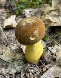 Boletus auripes image