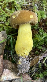 Boletus auripes image